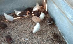 I AM SELLING COTURNIX QUAIL EGGS
MIXED BREED
SEE PICTURES
EGGS ARE 0.30 EACH
MINIMUM 25 EGGS
CALL FOR AVAILABILITY