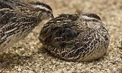 I have a couple quails, and I am interested in selling them. If you are interested, please contact me. They are young, Japanese(Coturnix) quails.