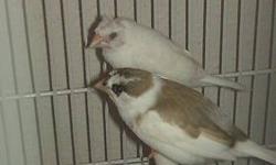 Crested Society Finches
crested pied brown/white $13
crested solid white $15
non-crested $10
non-crested solid white $12
No shipping available.
Discount price if buying more than one.