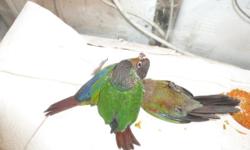 I have 2 pairs of Crimson Bellied Conures for sale. 1300.00 for each pair. They are DNA Sexed, pairs. The females are 3 years old, and the males are 1 year old. They are in beautiful feather condition. These pairs are bonded, but not proven.
Will consider