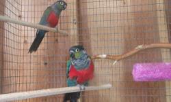 Bonded Male and Female Crimson Belly pair. The male is proven and 12 yrs old. He is from Phoenix. The female is 1 1/2 yrs, from PA. The male is very protective of her and the nest box. I am downsizing due to health issues of my partner. I have a DNA