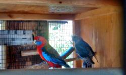I have my Beautiful Crimson Rosella Pair for Sale if interested please call or text 7149148675 im asking $600 of best offer