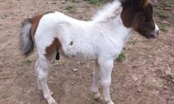 Galileo is an unregistered, blue eyed 26" colt pinto with a star & snip. Will mature to 33-34". He is halter & lead trained. He is a lovable little guy, that is ready to go to his new home. He will make a good riding horse. He is extremely friendly &