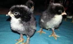 I have Cuckoo Marans Chicks all straightrun $5 each,One Cuckoo Marans Rooster 1 1/2 yr old proven breeder $10 & I have one wheaten Marans Rooster 4 mths old for $10