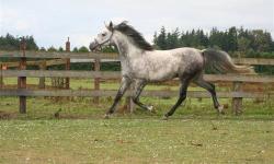 Curly Cowboy is now being offered at auction on December 8th at Rustic Pines Farm
See www.RusticPinesFarm.com for details
Registered Name: Curly Cowboy
Barn Name:
Owner: Antigo American Saddlebreds
Breed: National Show Horse
Gender: Gelding
Color: Gray