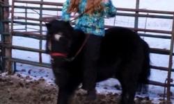 9 year old mini x Shetland cross mare - rides and drives. Very gentle. Has current negative coggins.