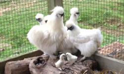 White Silkie Chicks 2 weeks old. Parents are beautiful.
Call or text if interested.