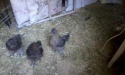 I have two cockrals & 0ne pullet 14 wk old chicks left. Very healthy. Asking $5 each. Located 38 miles west of Winchester, VA off RT 50 or 25 mins west of Wardensville, WV. Call 304-538-4912