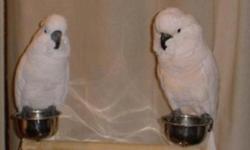 Cutest Well Trained Cockatoo Parrots for sale at very good prices , these parrots are health positive and understand command , they are not complicated when it comes to feeding
for more contact us if interested