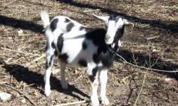 We have several dairy cross goats for sale. All goats are young adults. some have produced babies last year and some are just now old enough to breed for the first time. We also have a nice Alpine dairy cross Buck that is a great breeder.
Most of these