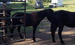Dartmoore Ponys 6 years old to 7 months old
This ad was posted with the eBay Classifieds mobile app.