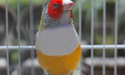 This smart looking yellow Lady Gouldian with a red head is a good look for this season. People are talking, money is changing hands and transactions are being made every day for these beauties. What a beautiful song they produce.
We deliver anywhere in