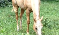 Top Quality Palomino Mare- 2 yr in May.
Dad is -Seriously Secure - World Champion APHA,AQHA, PHA registered Stallion. 16'1 hands .
Mom is a registered Paint . 16' hands
Top Quality filly with a bright future as either a nice riding horse or as a great