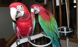Derbyan Pair
5 &6 years old
Very Proven 3 babies each year. (Sold for $850.00 each)
Perfect feather and health.
Cage and Metal breeder box included in price.
$1200.00
These are not tame, shipping is not availiable.