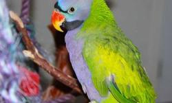 I have a pair of gorgeous Derbyan Parakeets. They are in perfect feather and ready to set up for breeding. They are approximately 4 years old. Will ship. $950/pr. Call Mike at 760-220-3573. Credit cards accepted.