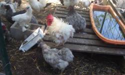 IFYOU ARE LOOKING FOR SOMETHING DIFFERENT AND UNUSUAL, CHECK THESE OUT--MEDIUM SIZED--NATURALLY GENTLE AND SOO CUTE--NO TWO ARE EXACTLY ALIKE--SOME ARE VERY CURLY AND SOME ARE JUST FLUFFY--DON'T FLY SO A SHORT FENCE WILL CONFINE THEM EASILY--ROOSTERS