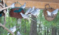 I have several Diamond Doves for sale for $12.50 each, some babies and some adults. Diamond Doves are sweet tiny little doves that are lovely to watch and listen too. They are also very easy to breed. I am located in Waverly Hall, Ga. just outside of
