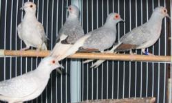 Beautiful young diamond doves need new homes. Diamonds are
small, parakeet size, and are quiet, easy to care for companions.
Males and females available. $25.00 each.