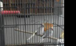 I have diamond doves for sale. I have 1 pair and a single. They are in a large cage with the nice feeder. I want 35.00 for them. I will sell them without the cage for 30.00. The single is in a vision cage with the good feeder. I want 35.00 for him in the