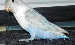 I have 3 dilute Blue fischer Love bird babies so far to hatch.. I will be pulling them to handfeed the week after thanksgiving and they will be ready by christmas! Will make a perfect christmas present!! Below is what they will look like and a picture of