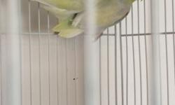 Both male and female are unrelated and diltue turquoise pieds. They are very bonded, vet checked, and healthy. Plus, they are breeding age. $700 for the pair. They do not come with a cage. If interested, please contact Tricia at 916-308-8088. Thank you!
