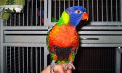 Proven female Swainson's Lorikeet,dna'd w/cert. and closed-banded,hatched in year 2008 her partner escaped the cage and was killed by a hawk so she needs repaired she incubates her eggs but does not feed her chicks I've had her since September 2009 she