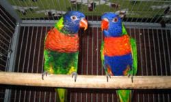 Beautiful,tame and proven breeder female Swainson's Lorikeet,6 yrs.old,closed-banded and dna'd w/cert. she is proven by me,she will incubate her eggs but will not feed her chicks once hatched so hand-feeding is required
asking $450 FIRM
I feed my lories