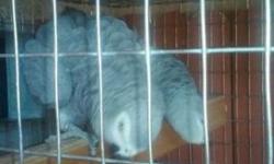Female african grey dna proven. She is 10 years old. She has a very big vocabulary and she is very hand tame. She is a very beautiful bird. I am asking 850 for her if you Are interested please email me back
This ad was posted with the eBay Classifieds