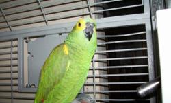 I have a DNA 6 yr old Male Green Cheek Conure Breeder, He is in perfect feathers, he has been to the vet already this year, HE IS NOT TAME. but with a little work he could be tame, he comes from a smoke free home. rehoming fee is $ 150, or I'm interested