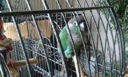 "Crackers" Is a beautiful DNA sexed male conure, we purchased him as a hand fed baby from a reputable breeder in Grass Valley California, he is now just over 1 year ( 1 year 2 months old). He is hand tame, and will come with his "new" cage we just