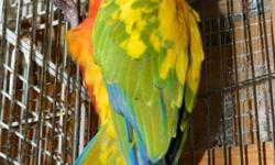 Sunday Conure 2 years old in excellent feathering and health. Is a breeder and not a pet as he is not tame or will buy a DNA Female Sun, Sunday, or Jenday. Has some Red Factor in him. Please call or e-mail me for more information. Can meet halfway or ship