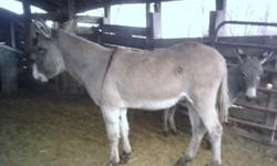 7-year-old black 49" (12.1 hh) standard donkey jack; gentle, friendly, wormed, vaccinated and hooves trimmed. Loads, stands tied, been clipped, proven breeder. Used to all kinds of animals. Can deliver. Pictures available upon request.