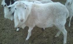 1 Dorp-Croix ewe lamb weaned & ready to go, almost 4 months old. 1/8 Dorper, 7/8 St. Croix. All white but based on ma & grandma has potential to throw lots of spots depending on ram she's bred to. Wormed, vaccinated, not trained to lead but has had halter