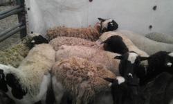 12 Pregnant dorper sheep available now.
PLEASE CALL OR TXT ONLY! EMAILS WILL NOT BE ANSWERED!!!
352-536-3155