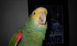 Stunning Amazon Parrot with a large vocabulary. In perfect feather, enjoys showers weekly and then blown dry. He is a very happy parrot and enjoys practicing his words daily. He can say " What a Pretty Bird" , "Happy Birthday to you ", " Happy Bird" , "