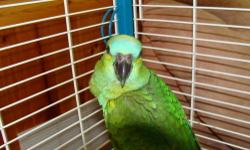 This bird is weaned and ready for a forever home. Starting to talk.
V/MC/Discover Accepted
www.susansparrotplace.com
616-363-9008