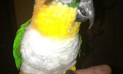 I have a 2 year old double yellow headed amazon.
I think it is a female
She is sweet after she gets to know you.
She talks and sings and dances
We are looking for a good home for her
call 423 five 33 two 276
test 423-402-0298