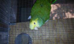Male Double Yellow Headed Amazon lost his mate and needs to go to a breeding situation. He is not aggressive and was very dedicated to his female. He is in his teens. He eats pellets and fruits and vegetables. I bought him as part of a pair. His name