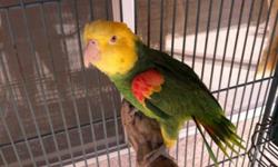Double Yellow Headed Amazon (male) for sale or trade for female Amazon, CALL: 928-304-5835
This ad was posted with the eBay Classifieds mobile app.