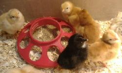 I am selling a dozen of fertile, mixed chicken hatching eggs.
I have Barred Rock, ISA Brown, Marans, Black Australorp, and other mixed breed hens an roosters.
My roosters are proven breeders, and my hens are excellent mothers.
My hatch rate has been about