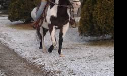 3 belgians for sale, 1 gelding 5 years old, broke to drive single or double, amish broke, traffic safe, papered but previous owner hasnt given papers yet. 1 mare 12 years old, broke to ride and drive, my six year old rides her, traffic safe. 1 ten year