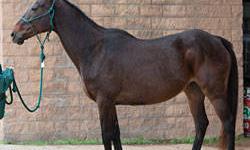 Draft - Red - Large - Adult - Female - Horse
CHARACTERISTICS:
Breed: Draft
Size: Large
Petfinder ID: 25224897
CONTACT:
Habitat for Horses | Hitchcock, TX | 866-434-3737
For additional information, reply to this ad or see: