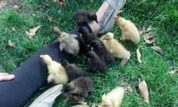 Baby ducklings of several colors--blue & white, black & white, yellow, etc.
