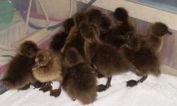 Khaki Campbell ducklings. This breed is known for top egg production, better than any chicken. Also great bug eaters. A smaller type of duck, more streamlined. They walk rather than waddle. 4 weeks olds, $10.00 (3 left) 1 week olds $4.25 (13 avaliable).
