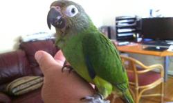 Dusky Conure tame 3 months hand feed now weaned, eating Kaytee pellet. Surgical sexed female.
$225
This ad was posted with the eBay Classifieds mobile app.