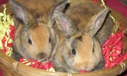 Mini Rex & other dwarf breed bunnies available year round.
Check out our website for current pictures & prices!
http://www.qualitypetsandsupplies.com/bunnies-for-sale.html