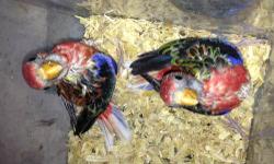 ,2 years olld colorful rosellas. is Eastern Rosella mutation. female & male brighter
pair $450 good home re-homing fee ablo espanol. for more infor please call or text (602-499-0503 thank you