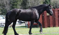 Isabelle is 5 years old. 15.2 hands(sire and dam are 16 hh). Currently in foal for the first time and is due at the end of May. Foal is available separate or you can purchase together.
I have owned this mare since she was a weanling, and knew her dam
