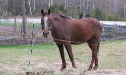 sweet 16 years young morgan would like to sell her with her barn buddy he is a handsome quarterhorse with a great personality like mr.ed.he is 11 .