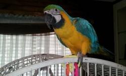 Meet Echo. He is a very tame Blue and Gold Macaw that has a very fluent vocabulary. He is a 2 yr old Male and has been DNA tested and is banded. Echo loves to be the center of Attention. He whistles, talks, and laughs:) I am rehoming Echo because I am not